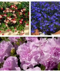 Roots Plants Petunias 12 Best Trailing Annuals For Hanging Baskets | Jumbo Plug Plants
