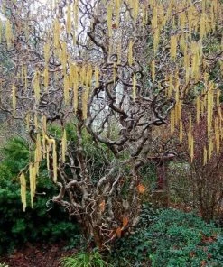 Roots Plants Corkscrew Hazel | Corylus Avellana 'Contorta'