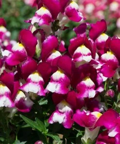 Roots Plants 120 Best Annuals For Flower Beds Collection | Sunny Shades | Plug Plants