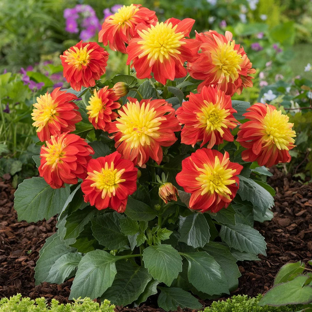 Roots Plants Dahlias 12 Annuals For Pots | The Waterloo Sunset Collection | Petunia, Dahlia & Begonia 7 Roots Plants Dahlias 12 Annuals For Pots | The Waterloo Sunset Collection | Petunia, Dahlia & Begonia