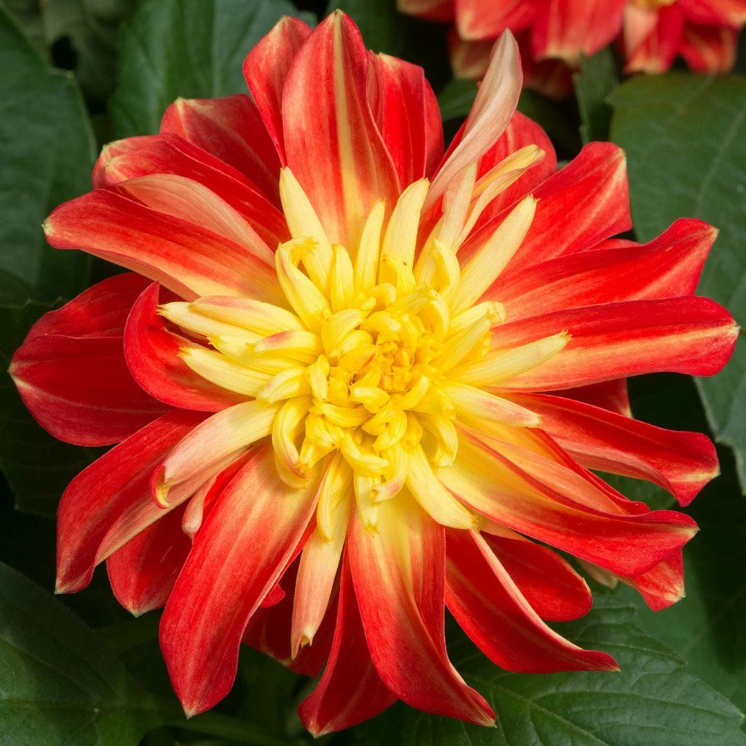 Roots Plants Dahlias 12 Annuals For Pots | The Waterloo Sunset Collection | Petunia, Dahlia & Begonia 6 Roots Plants Dahlias 12 Annuals For Pots | The Waterloo Sunset Collection | Petunia, Dahlia & Begonia
