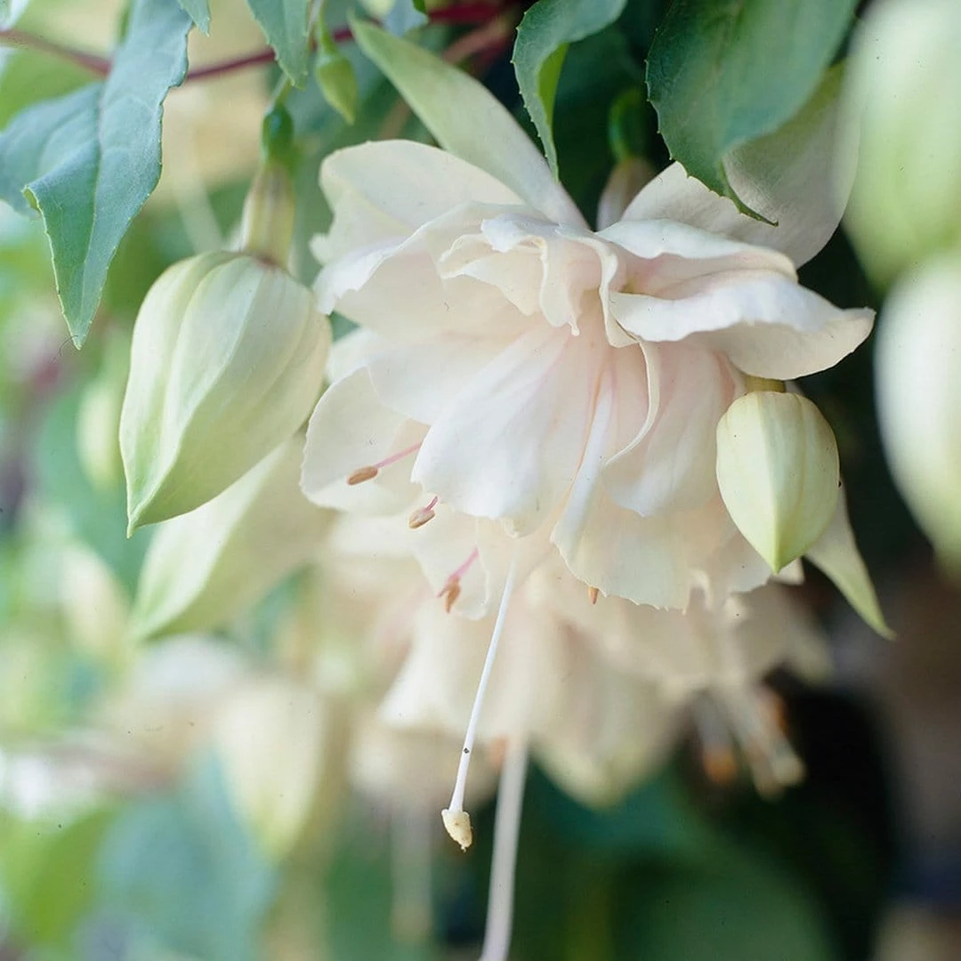 Roots Plants Fuchsia Southern Belle 'Pink Marshmallow' Jumbo Plug Plants Fuchsias 4 Roots Plants Fuchsia Southern Belle 'Pink Marshmallow' Jumbo Plug Plants Fuchsias