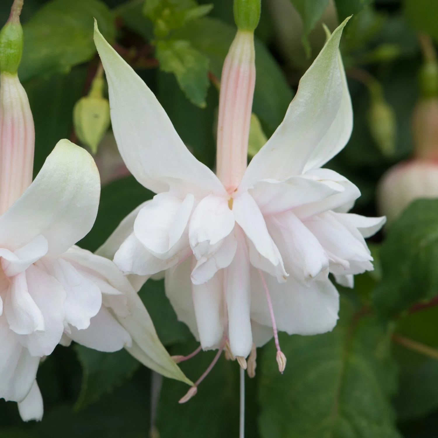 Roots Plants Fuchsia Southern Belle 'Pink Marshmallow' Jumbo Plug Plants Fuchsias 5 Roots Plants Fuchsia Southern Belle 'Pink Marshmallow' Jumbo Plug Plants Fuchsias