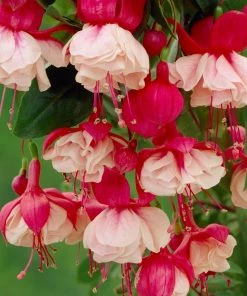 Roots Plants Petunias 12 Best Trailing Annuals For Hanging Baskets | Jumbo Plug Plants