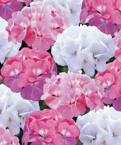 Roots Plants Geraniums & Pelargoniums 40 Geranium Palladium 'Candy Floss' Collection Plug Plants