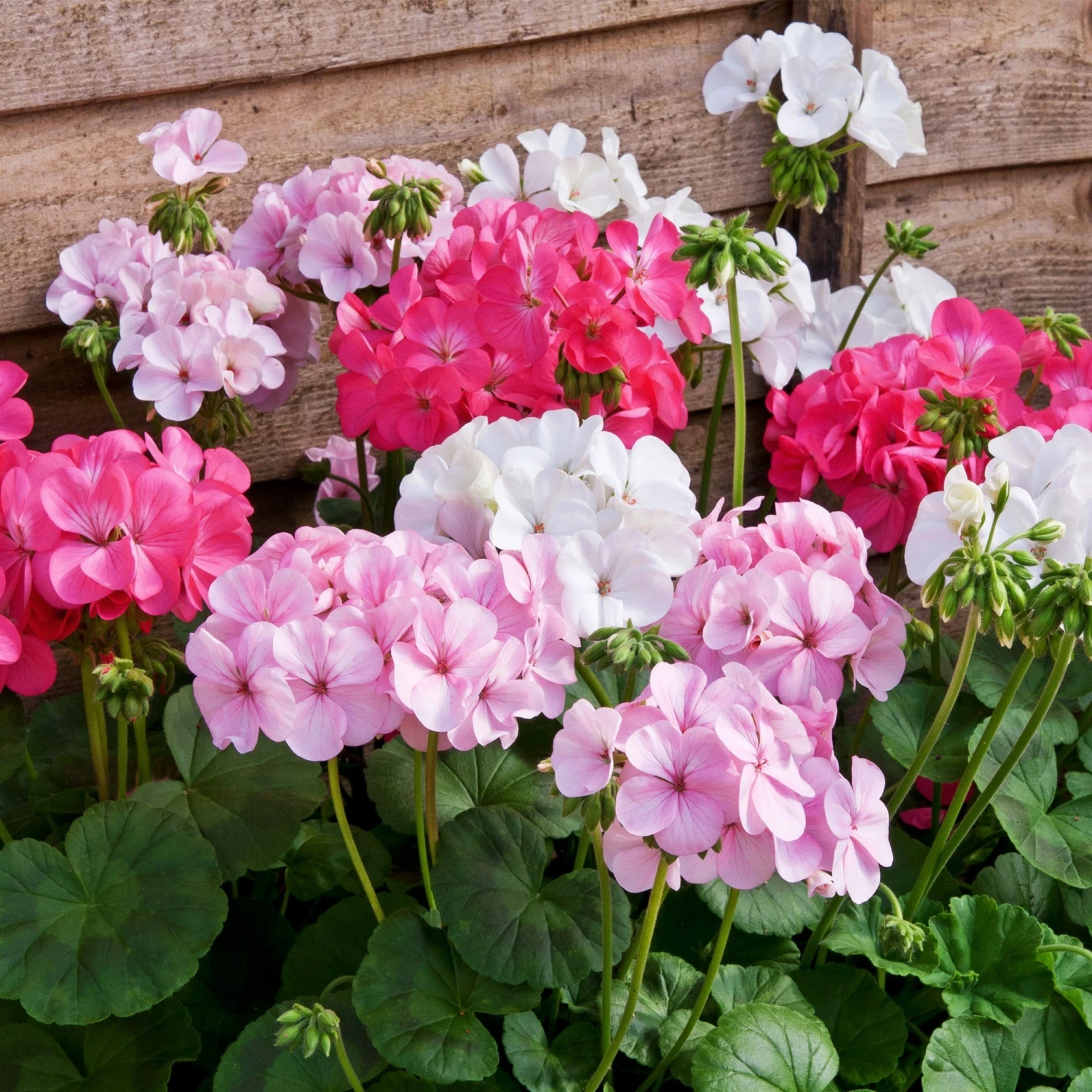 Roots Plants Geraniums & Pelargoniums 40 Geranium Palladium 'Candy Floss' Collection Plug Plants 4 Roots Plants Geraniums & Pelargoniums 40 Geranium Palladium 'Candy Floss' Collection Plug Plants