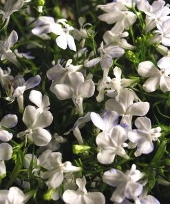 Roots Plants All Annual Bedding Lobelia Waterfall 'White Sparkle' Jumbo Plug Plants