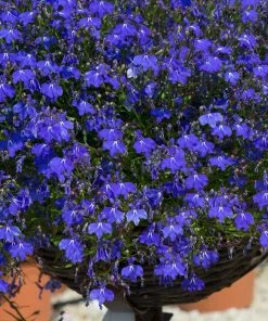 Roots Plants Lobelia Waterfall 'Blue Improved' Jumbo Plug Plants