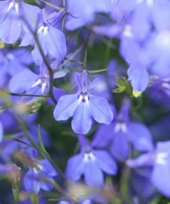 Roots Plants 40 Lobelia 'Blue Fountain' Plug Plants