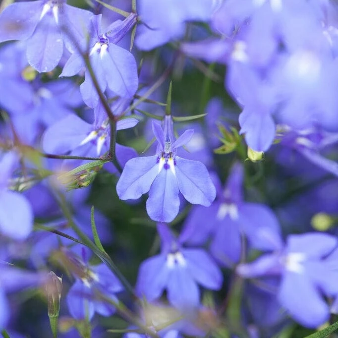Roots Plants Stand With Ukraine Basket 5 Roots Plants Stand With Ukraine Basket