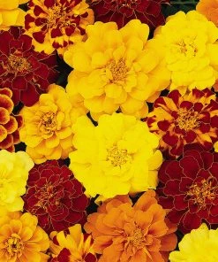 Roots Plants All Annual Bedding 40 Mixed Marigold 'French Fancy' Plug Plants