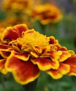 Roots Plants All Annual Bedding 40 Mixed Marigold 'French Fancy' Plug Plants