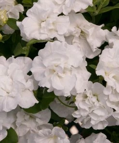 Roots Plants Petunia Tumbelina 'Dianna' Jumbo Plug Plants