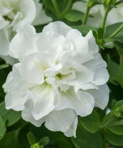 Roots Plants Petunia Tumbelina 'Dianna' Jumbo Plug Plants