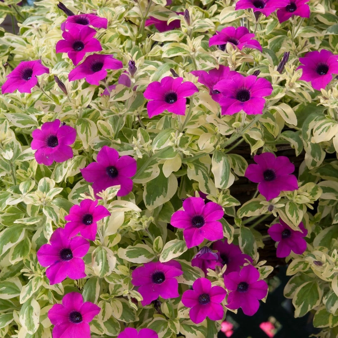 Roots Plants Petunias Petunia Surfinia 'Purple Variegated' Jumbo Plug Plants 5 Roots Plants Petunias Petunia Surfinia 'Purple Variegated' Jumbo Plug Plants