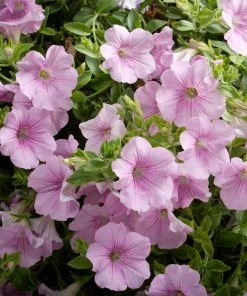Roots Plants Petunia Surfinia 'Sweet Pink' Jumbo Plug Plants Petunias