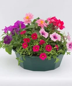 Roots Plants All Annual Bedding Sophistication' | Instant Designer Hanging Basket