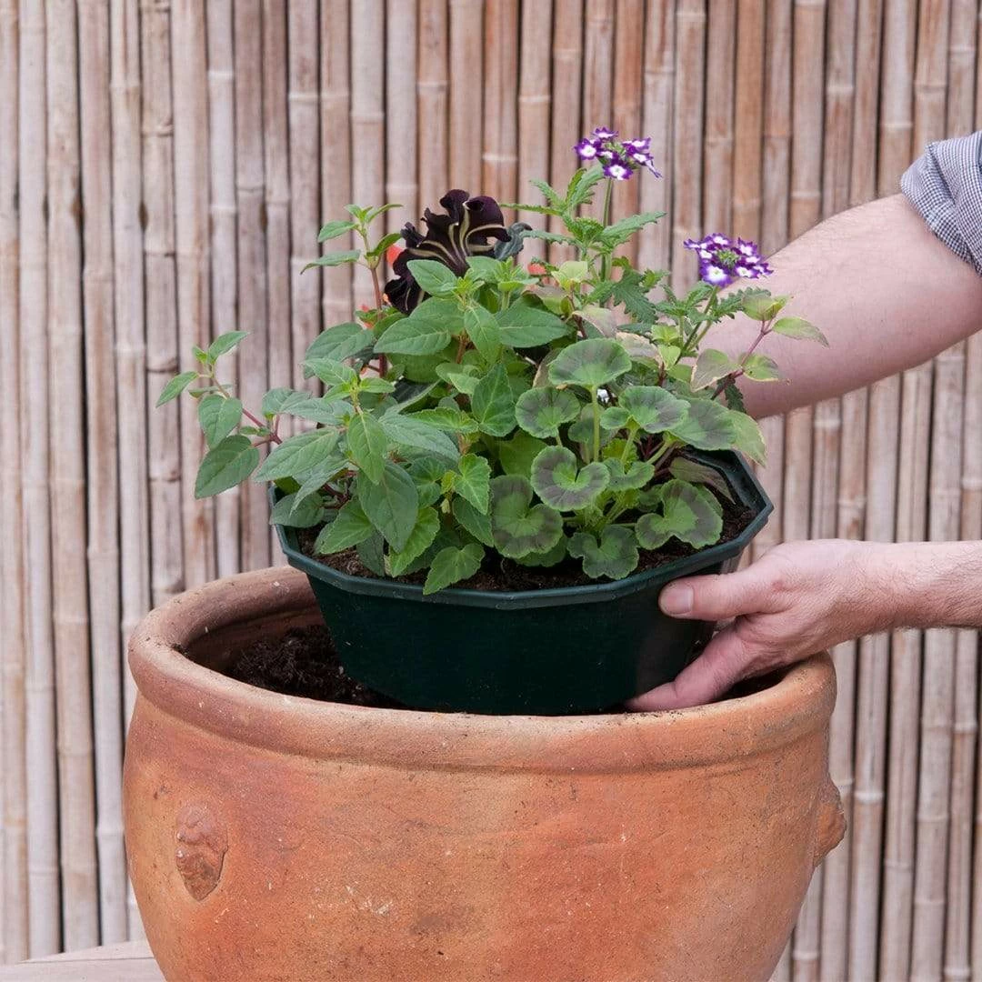 Roots Plants All Annual Bedding Sophistication' | Instant Designer Hanging Basket 6 Roots Plants All Annual Bedding Sophistication' | Instant Designer Hanging Basket