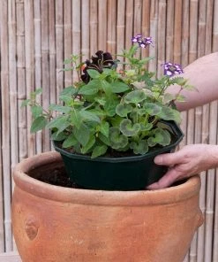 Roots Plants Bridal Bouquet' | Instant Designer Hanging Basket All Annual Bedding