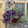 Roots Plants Sea Blues' | Instant Designer Hanging Basket