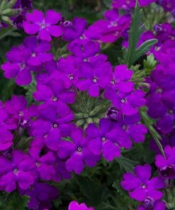 Roots Plants Verbenas 12 Annuals For Hanging Baskets | The Ruby And Sapphire Collection | Geranium, Petunia & Verbena