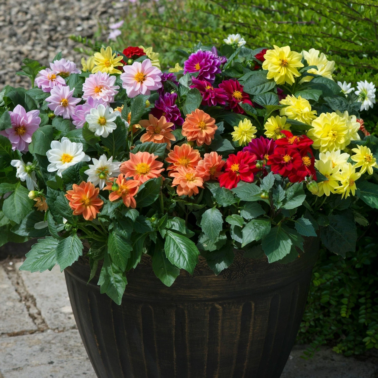 Roots Plants 40 Mixed Dahlia 'Figaro' Plug Plants Dahlias 3 Roots Plants 40 Mixed Dahlia 'Figaro' Plug Plants Dahlias