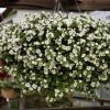 Roots Plants Bacopa 'Megacopa White' Jumbo Plug Plants