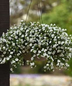 Roots Plants Bacopa 'Megacopa White' Jumbo Plug Plants
