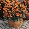 Roots Plants Begonia 'Glowing Embers' Jumbo Plug Plants Begonias 1 Roots Plants Begonia 'Glowing Embers' Jumbo Plug Plants Begonias