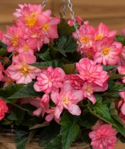 Roots Plants Begonia Nonstop® Joy 'Rose Picotee' Jumbo Plug Plants