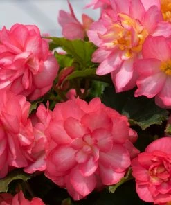 Roots Plants Begonia Nonstop® Joy 'Rose Picotee' Jumbo Plug Plants