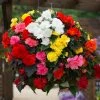 Roots Plants Mixed Begonia Nonstop® Jumbo Plug Plants Begonias