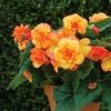 Roots Plants Begonia On Top 'Sunglow' Jumbo Plug Plants