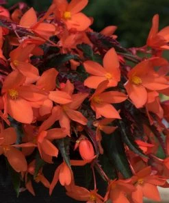 Roots Plants Begonias Begonia 'Rivulet Orange' Jumbo Plug Plants