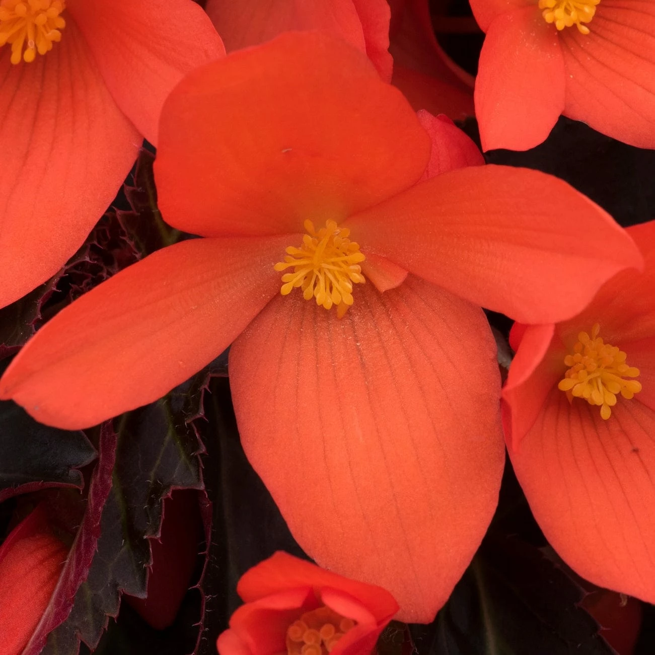 Roots Plants Dahlias 12 Annuals For Pots | The Waterloo Sunset Collection | Petunia, Dahlia & Begonia 8 Roots Plants Dahlias 12 Annuals For Pots | The Waterloo Sunset Collection | Petunia, Dahlia & Begonia