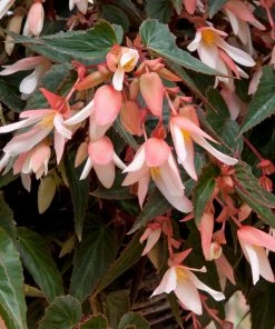 Roots Plants Begonia Starshine 'Appleblossom' Jumbo Plug Plants 10 Roots Plants Begonia Starshine 'Appleblossom' Jumbo Plug Plants