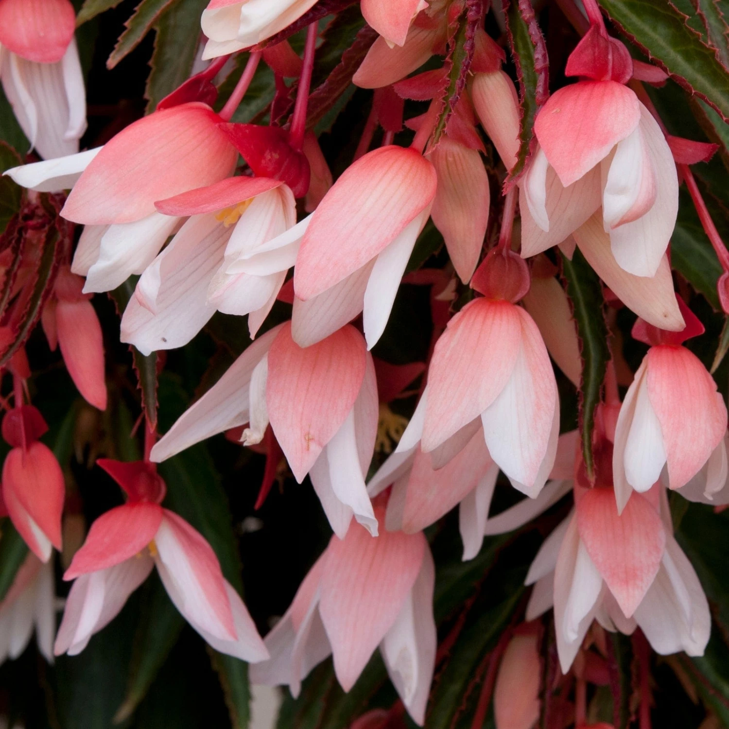 Roots Plants Begonia Starshine 'Appleblossom' Jumbo Plug Plants 5 Roots Plants Begonia Starshine 'Appleblossom' Jumbo Plug Plants