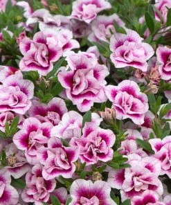 Roots Plants Calibrachoa Can-Can 'Double Pinktastic' Jumbo Plug Plants 11 Roots Plants Calibrachoa Can-Can 'Double Pinktastic' Jumbo Plug Plants