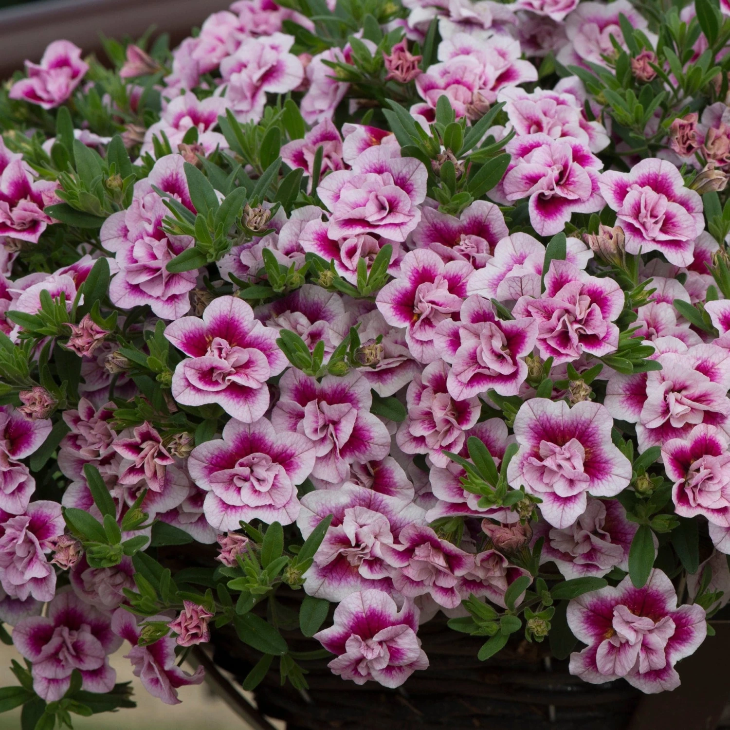 Roots Plants Calibrachoa Can-Can 'Double Pinktastic' Jumbo Plug Plants 3 Roots Plants Calibrachoa Can-Can 'Double Pinktastic' Jumbo Plug Plants