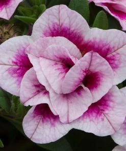 Roots Plants Calibrachoa Can-Can 'Double Pinktastic' Jumbo Plug Plants