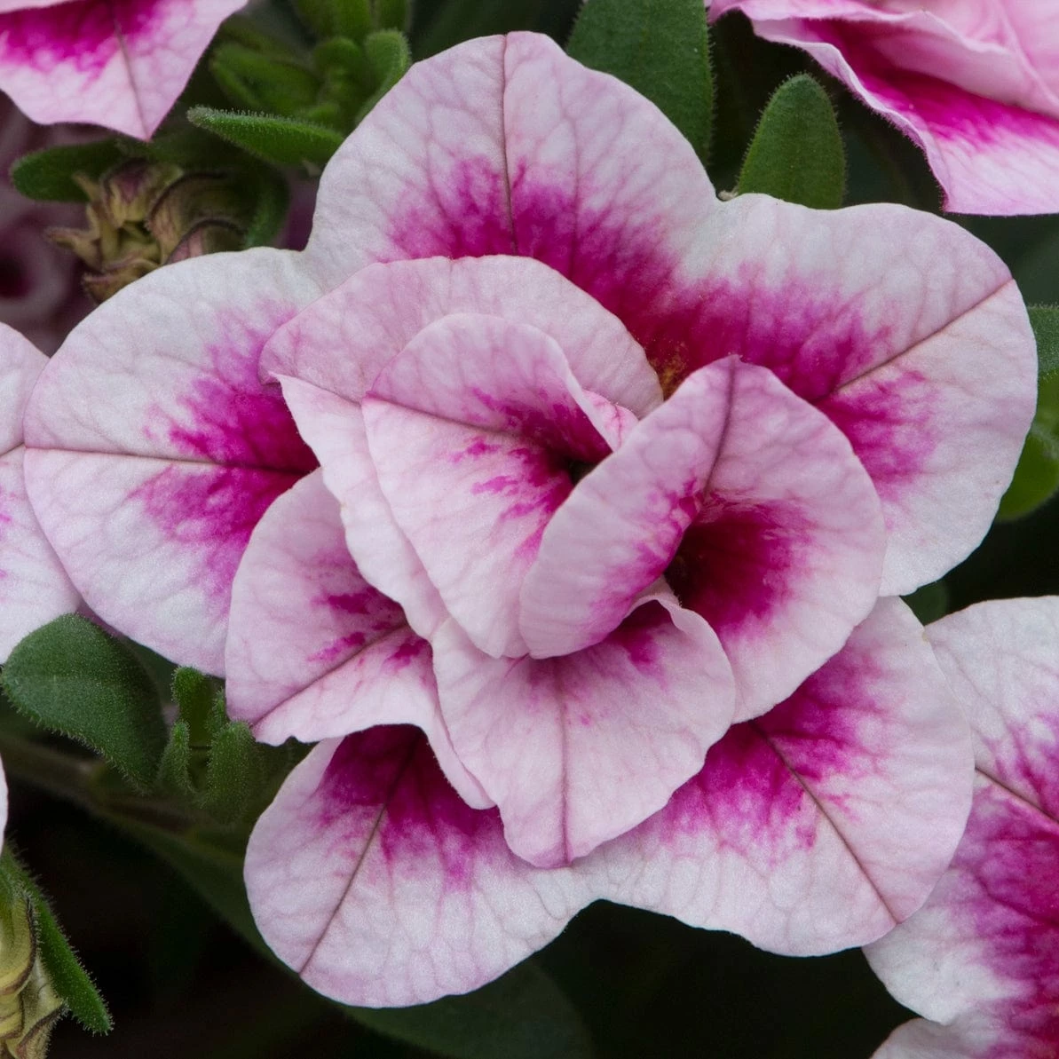 Roots Plants Calibrachoa Can-Can 'Double Pinktastic' Jumbo Plug Plants 4 Roots Plants Calibrachoa Can-Can 'Double Pinktastic' Jumbo Plug Plants