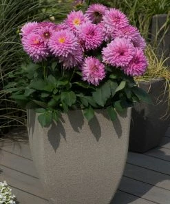 Roots Plants Dahlia Dalina Maxi 'Salinas' Jumbo Plug Plants 10 Roots Plants Dahlia Dalina Maxi 'Salinas' Jumbo Plug Plants