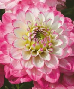 Roots Plants Dahlia Dalina Maxi 'Salinas' Jumbo Plug Plants