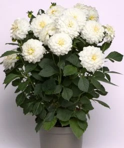 Roots Plants Dahlia Gardenetta 'White' Jumbo Plug Plants