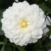 Roots Plants Dahlia Gardenetta 'White' Jumbo Plug Plants