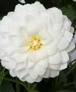 Roots Plants Dahlias 12 Annuals For Pots | The Summer Serenity Collection | Petunia, Bacopa & Dahlia