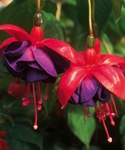 Roots Plants Fuchsias Trailing Fuchsia 'Dark Eyes' Jumbo Plug Plants