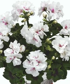 Roots Plants Geranium Sunflair 'Eva White' Jumbo Plug Plants