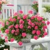 Roots Plants Geraniums & Pelargoniums Geranium Sunflair 'Linda Pink' Jumbo Plug Plants