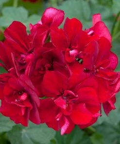 Roots Plants Verbenas 12 Annuals For Hanging Baskets | The Ruby And Sapphire Collection | Geranium, Petunia & Verbena